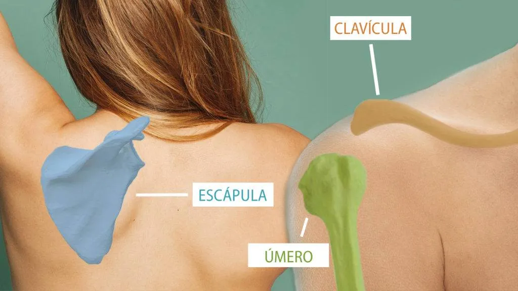 Imagem explicativa para diferenciação entre os osso que se ligam no ombro: Escápula, clavícula e úmero.
