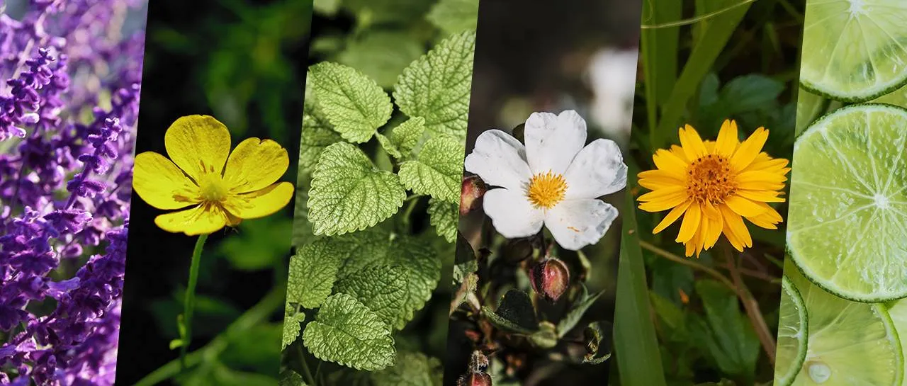 Alivia Aí: 7 ingredientes naturais